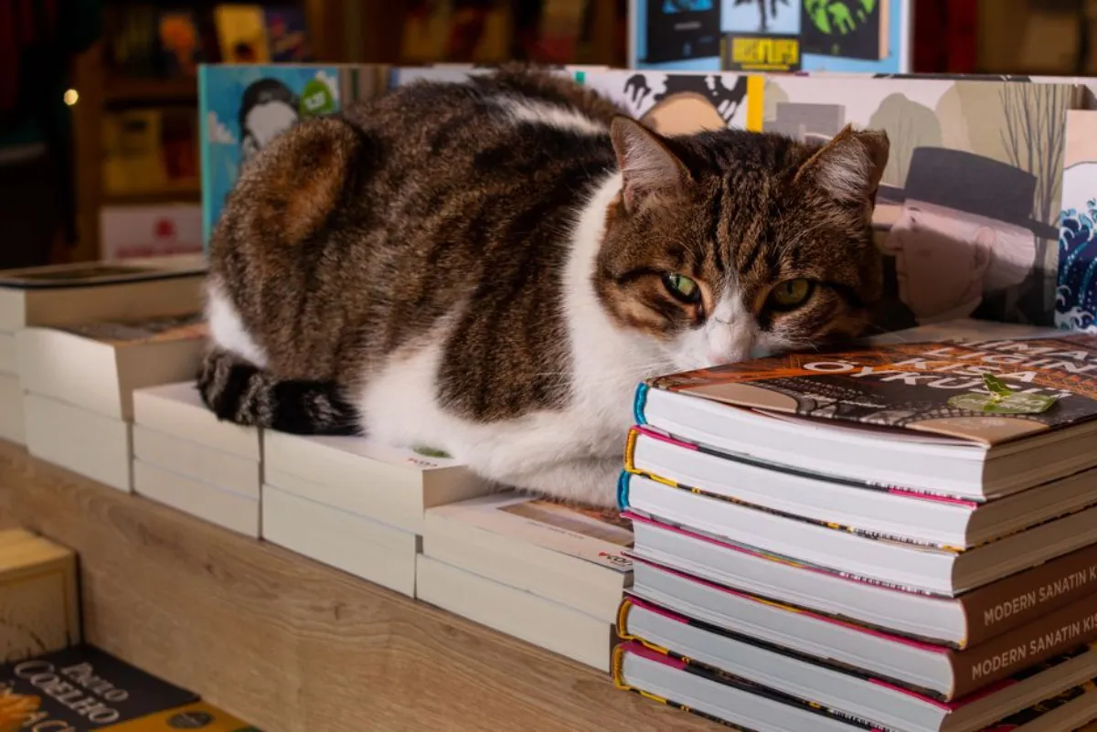 anime books